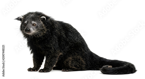 Binturong