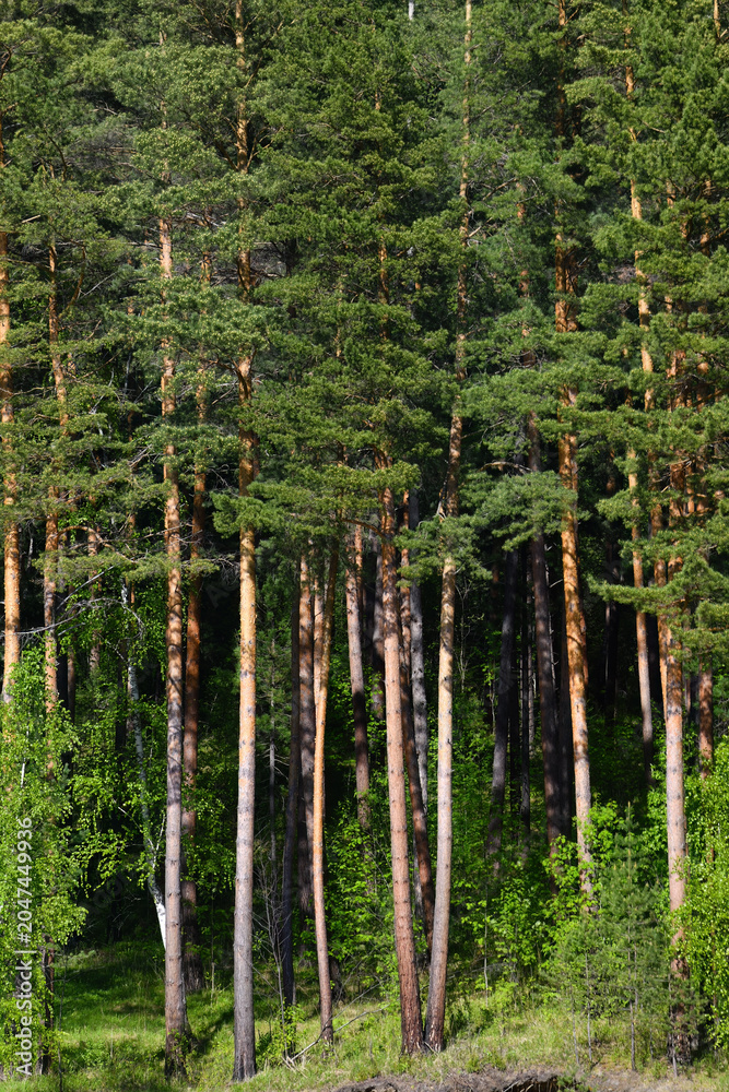 Fototapeta premium Taiga, shore of Yenisei River in Khakassia, Russia
