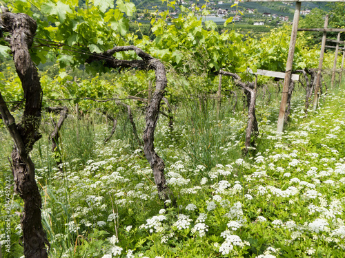 Bioweinbau ohne Einsatz von Herbiziden und Pestiziden 