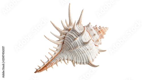 Bild auf Leinwand Natural spiky murex sea shell exotic marine wildlife object on transparent backg