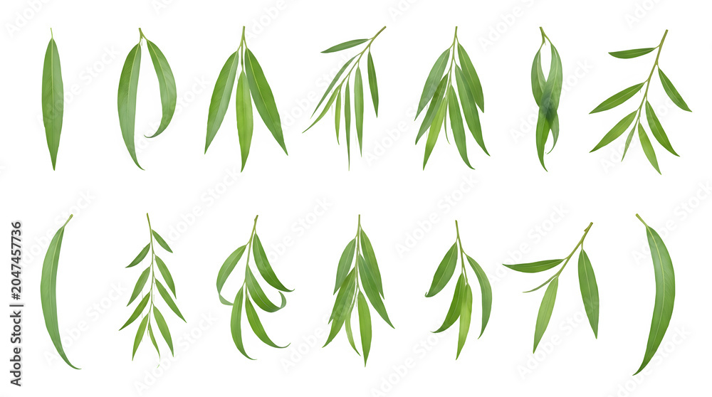Fototapeta premium Set of willow leaves and branches isolated on transparent background