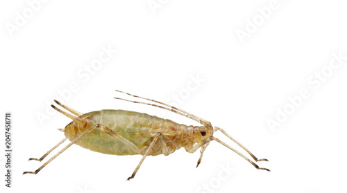 Green aphid macro photography, garden plant pest insect, close-up of small aphidoidea bug, agricultural parasite and plant louse isolated PNG with Transparent Background