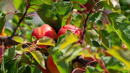 red apricot on a branch