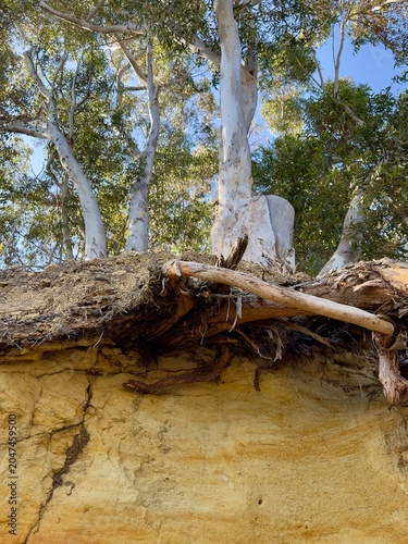 Cuadro en lienzo A ground level perspective showing complex exposed tree roots along a walking trail in Carlsbad, California