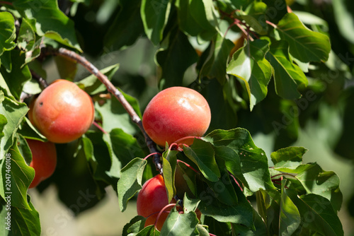 red apricots from Roussillon on a branch
