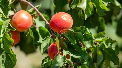 red apricots from Roussillon on a branch