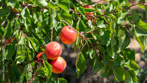 red apricots from Roussillon on a branch