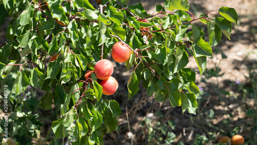 red apricots from Roussillon on a branch