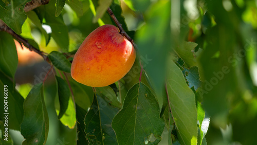 red apricots from Roussillon on a branch