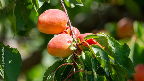 red apricots from Roussillon on a branch