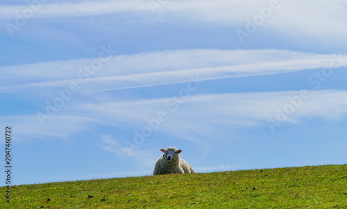 Liegendes Schaf auf Deich Grasdeich