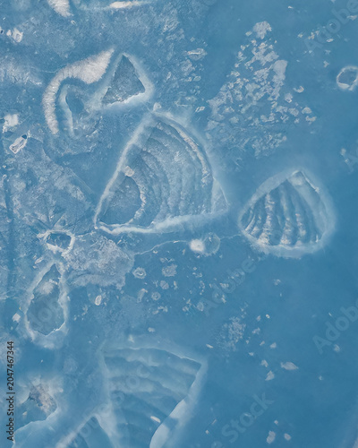Vertical macro texture of prehistoric fossil shells frozen in blue ice