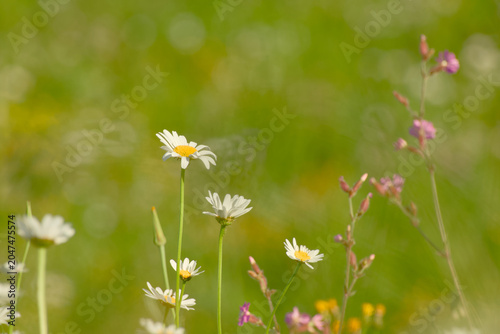 Tableau sur toile Oxeye daisies in a dreamy summer meadow