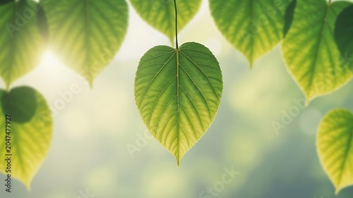 Close up shot of vibrant green leaves hanging with sunlight shining through the foliage creating a soft bokeh effect in the background