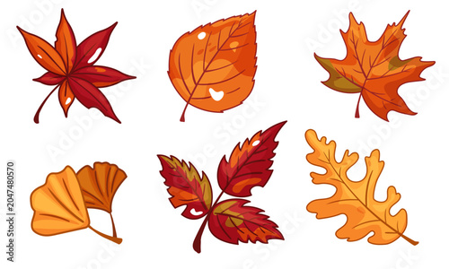 Set of autumn leaves collection including maple, oak, ginkgo and birch leaf. colorful fall botanical illustration isolated on background for seasonal design and decoration