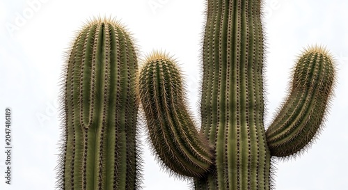 Green Cactus Plants on White Background