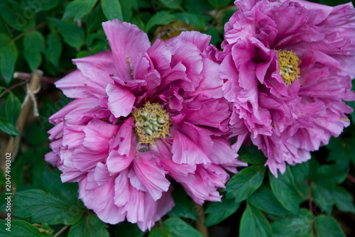 Close-up of a double peony