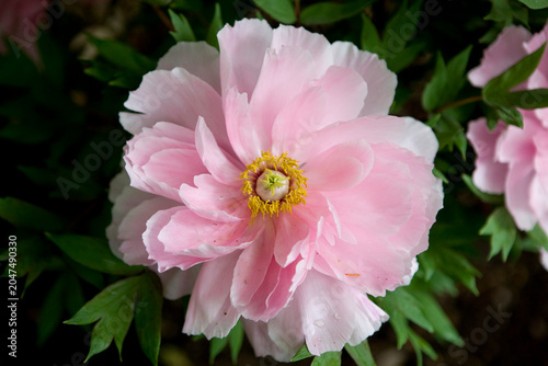 Close-up of a double peony