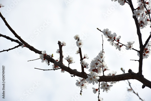 Fotografija Blossoming of the apricot tree in spring time with white beautiful flowers