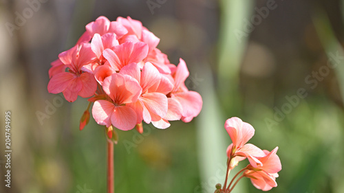 Φωτογραφία Geranium