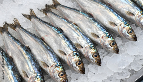 Close-up of fresh whole sardines displayed on crushed ice at a seafood market. Shiny silver fish arranged in rows, highlighting freshness, healthy nutrition, and commercial seafood retail. foto, macro
