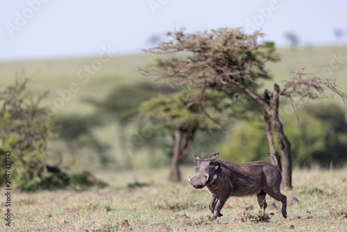 Fotografie Warthog  Trot