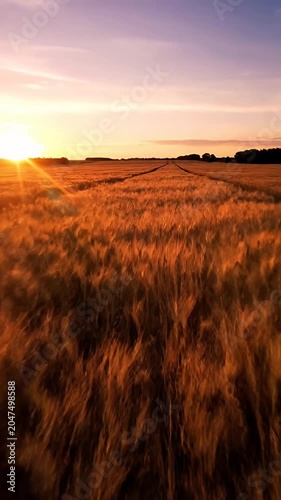 Golden wheat field at sunset under orange sky.