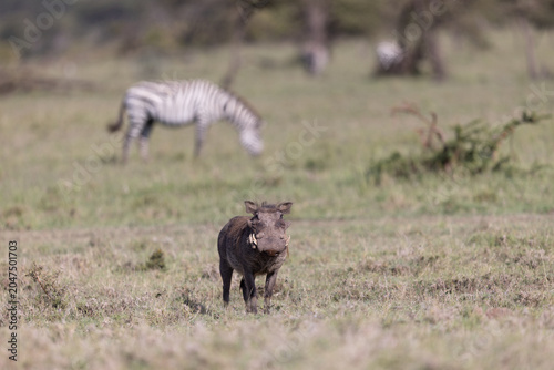 Cuadro en lienzo Wary Warthog