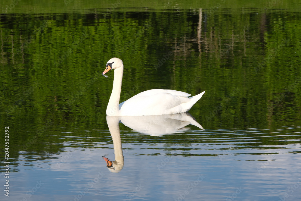 Obraz premium White swan on tranquil pond with clear reflections, ideal for nature