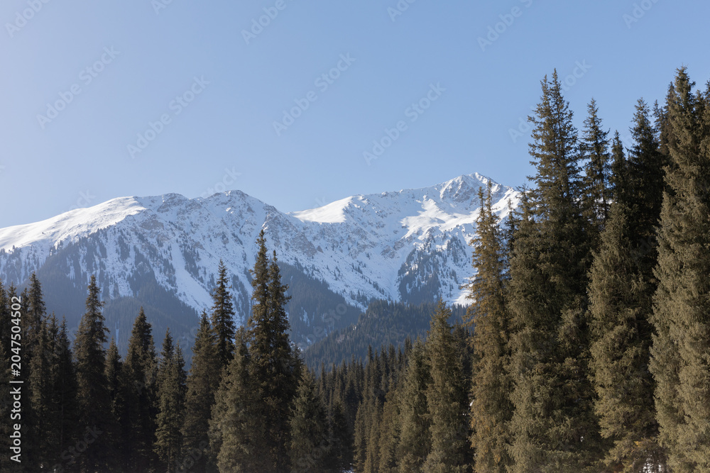 Obraz premium Scenic view of snow-covered Tien Shan mountains above dense evergreen conifer forest in Jeti-Oguz Gorge, Issyk-Kul Region, Kyrgyzstan under clear blue sky