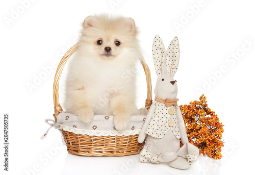 Fluffy puppy in basket beside toy rabbit and dried flowers
