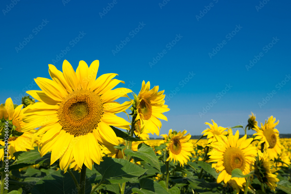 Naklejka premium sunflower field over cloudy blue sky