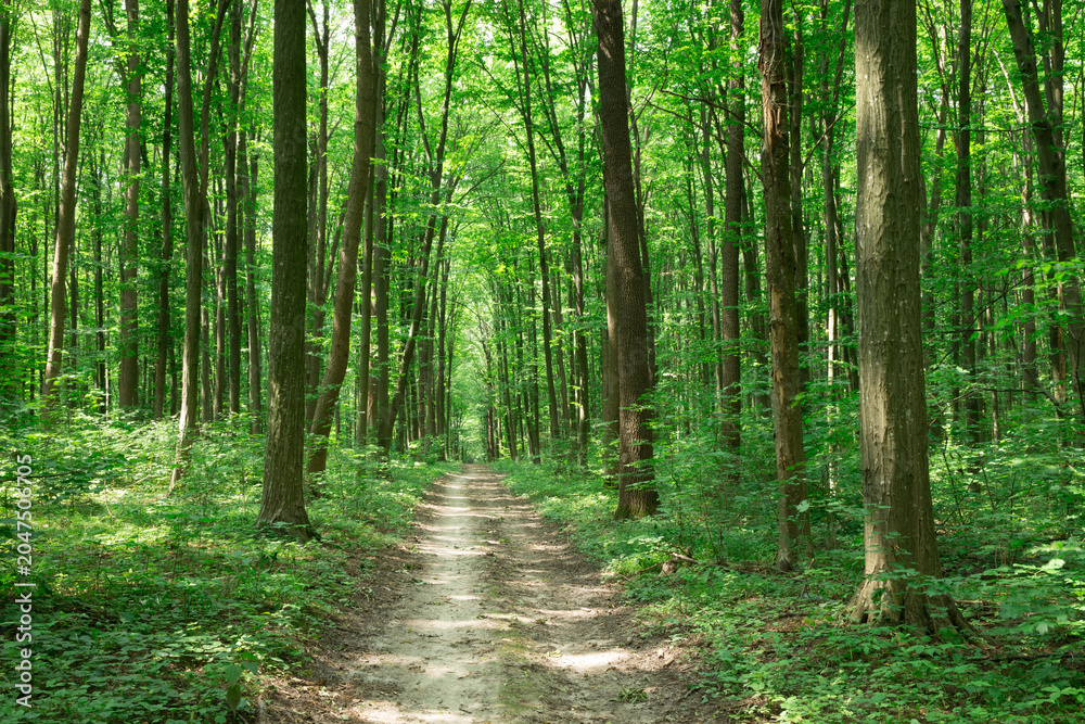 Fototapeta premium green Forest trees. nature green wood sunlight backgrounds
