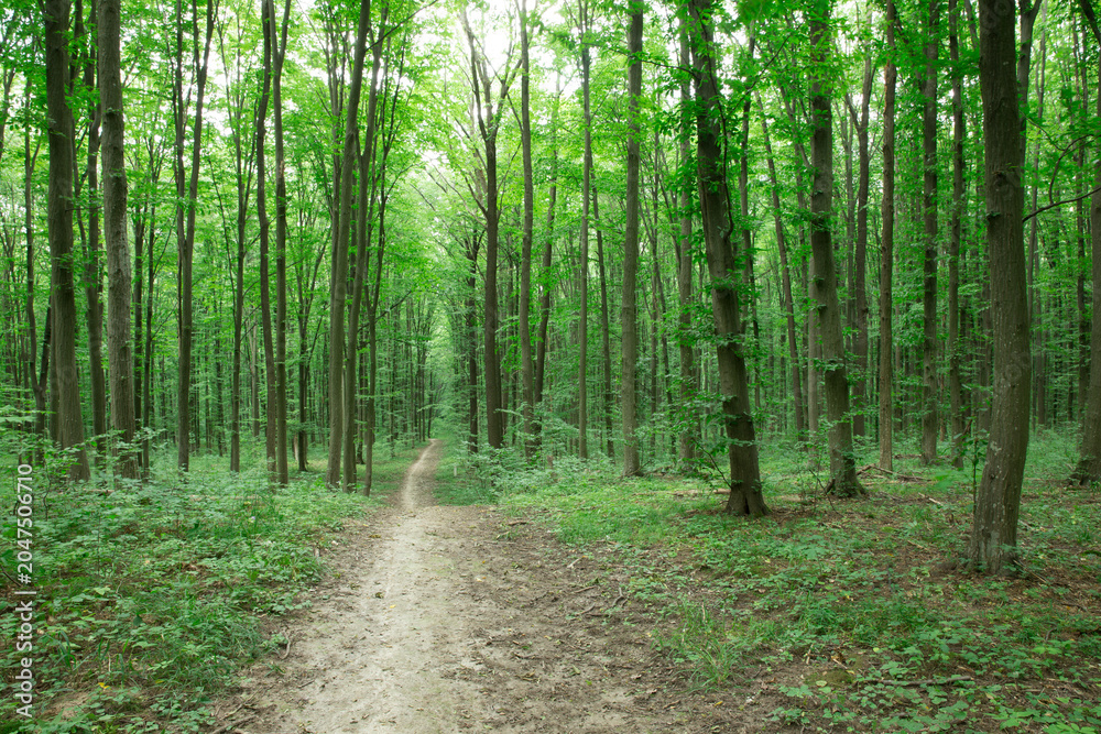 Fototapeta premium green Forest trees. nature green wood sunlight backgrounds