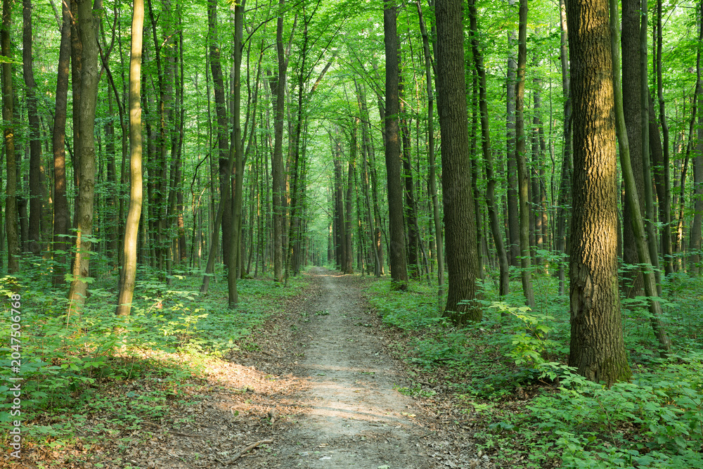 Fototapeta premium green Forest trees. nature green wood sunlight backgrounds