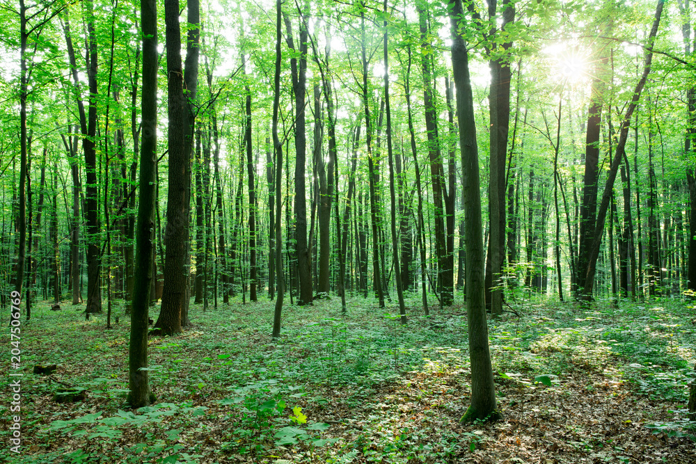 Fototapeta premium green Forest trees. nature green wood sunlight backgrounds