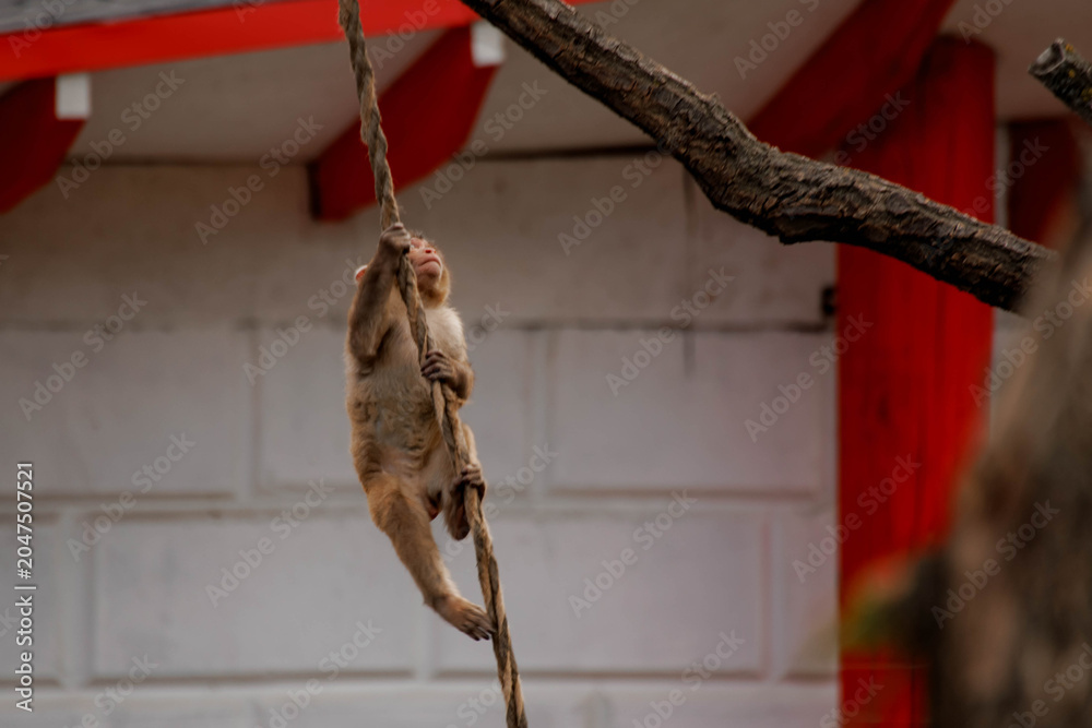 Fototapeta premium Little monkey climbing a rope in the city or zoo