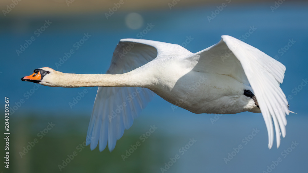 Obraz premium swan in flight