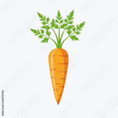 Illustration of a single fresh carrot with green leaves