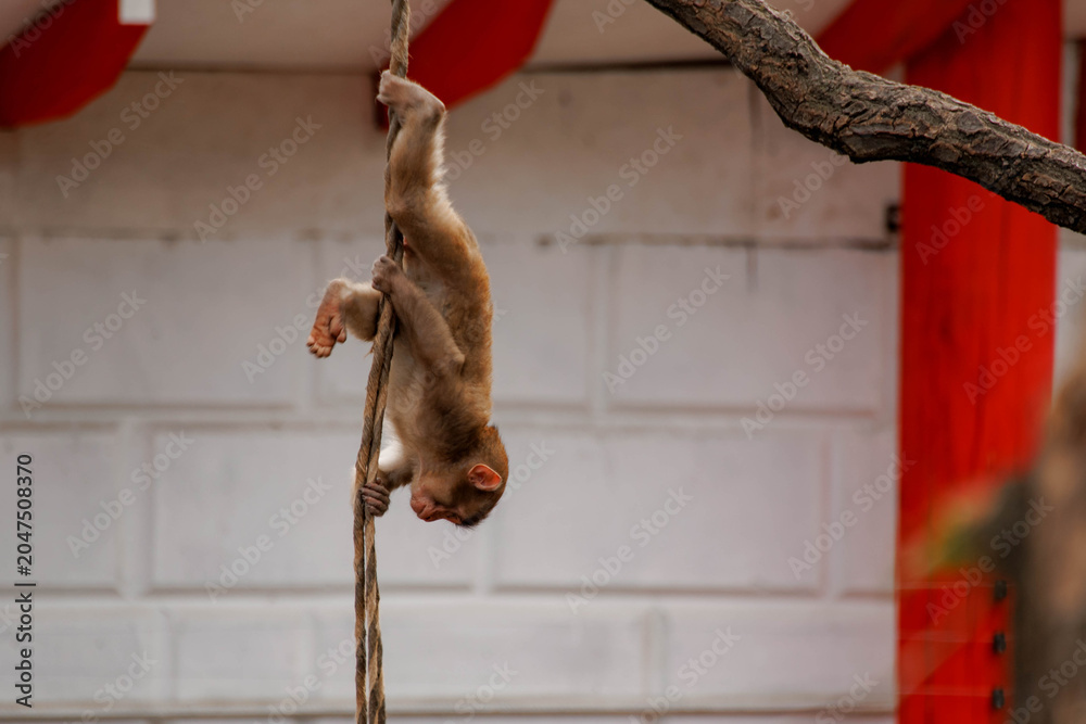 Fototapeta premium Little monkey climbing a rope in the city or zoo