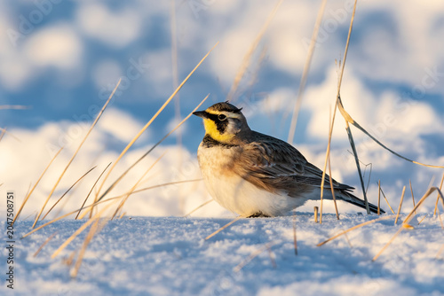 Fotografie 01259-00518 Horned Lark (Eremophila alpestris) in snow/winter Marion Co