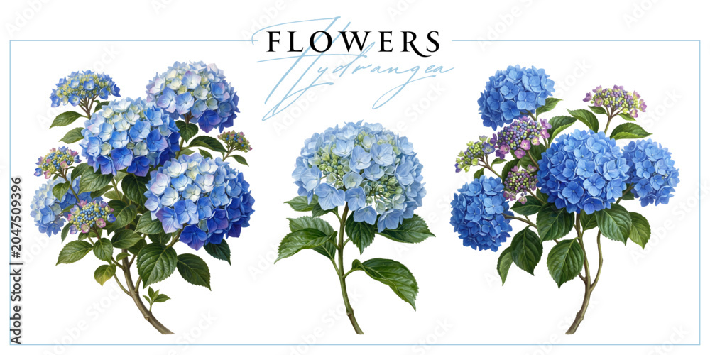 Obraz premium Blue hydrangea flowers isolated on a white background. Vintage painting style illustration.