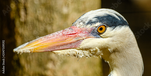 Photos grey heron (Ardea cinerea) portrait