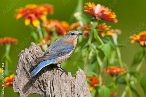 Foto 01377-17114 Eastern Bluebird (Sialia sialis)  female on fence post near flower garden, Holmes Co