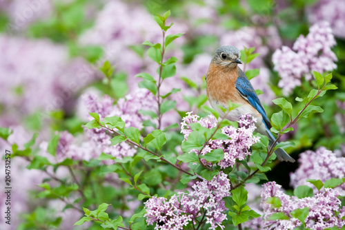 Canvas-taulu 01377-17201 Eastern Bluebird (Sialia sialis)  female on Dwarf Korean Lilac (Syringa meyeri 'Palibin'), Marion Co