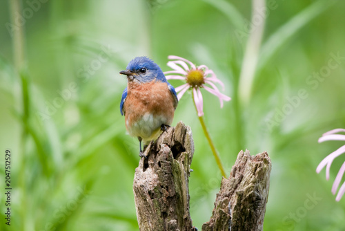 Obraz na płótnie 01377-17219 Eastern Bluebird (Sialia sialis) male on fence post near flower garden,  Marion Co