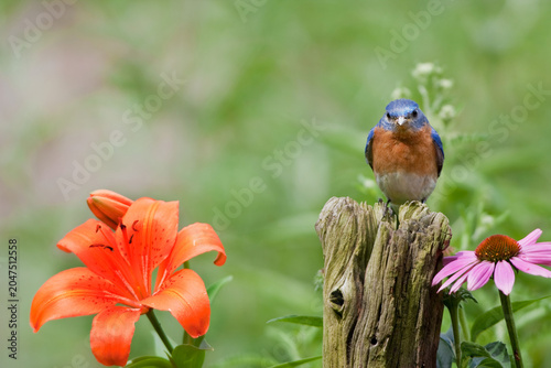 Obraz na płótnie 01377-17304 Eastern Bluebird (Sialia sialis) male on fence post near flower garden,  Marion Co