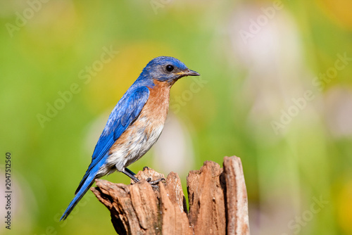 Valokuva 01377-17517 Eastern Bluebird (Sialia sialis) male on fence post in flower garden, Marion Co