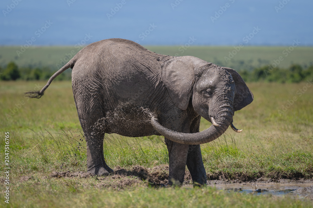 Fototapeta premium African bush elephant blows mud over side