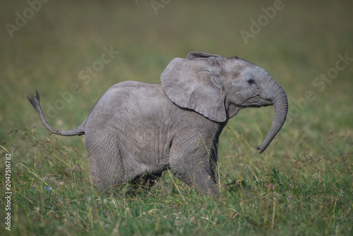 Canvas Print African bush elephant calf stands lifting head